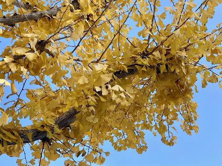 イチョウ イチョウ,銀杏,秋の写真素材
