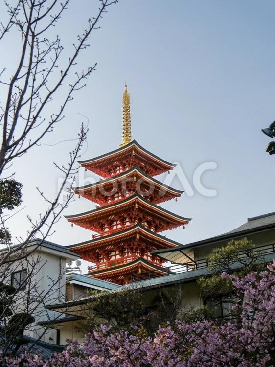 大圓寺の五重の塔 大圓寺,五重塔,五重の塔の写真素材