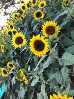 ひまわりの写真