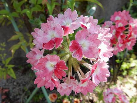 【花の写真】バーベナ 【花の写真】バーベナ バーベナ,花,植物の写真素材
