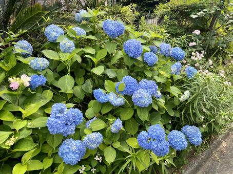 日本、東京の6月の紫陽花(アジサイ) 日本、東京の6月の紫陽花(アジサイ)の写真