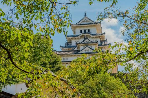 木々の隙間から望む姫路城の夏景色 木々の隙間から望む姫路城の夏景色 姫路城,白鷺城,日本の城の写真素材