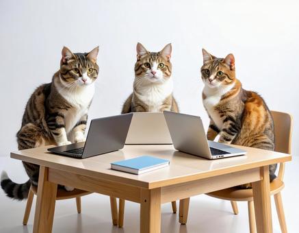 猫会議 猫会議の写真