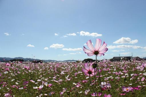 秋桜 秋桜 秋,季節,花の写真素材