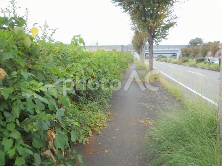 雑草の生い茂る幹線道路横の歩道 田舎道,道路,田舎の写真素材