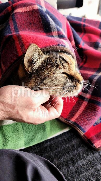 しあわせの麦わら猫(冬の毛布編) 猫,ねこ,ネコの写真素材