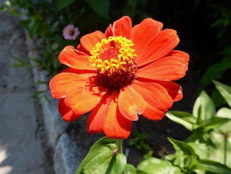 [Flower photo] Zinnia elegans, JPG
