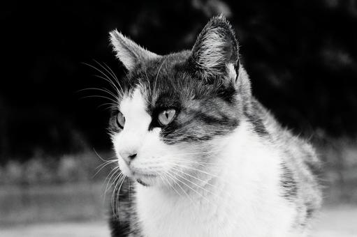 ねこ ねこの写真