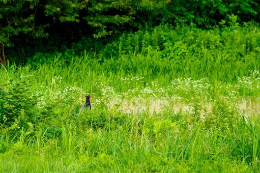 Pheasant 20, JPG Pheasant 20, JPG