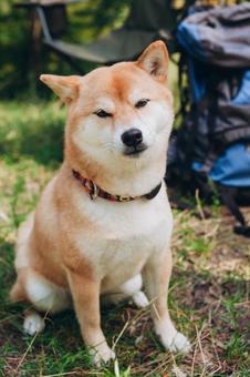 芝生の上で見上げる犬の写真