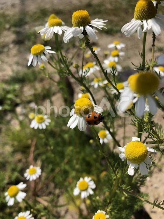 てんとう虫とカモミール てんとう虫,花,植物の写真素材