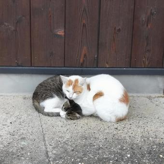 寒くて丸まる猫 寒くて丸まる猫 猫,野良猫,地域猫の写真素材