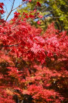 イロハモミジ 2013 17 イロハモミジ 2013 17の写真