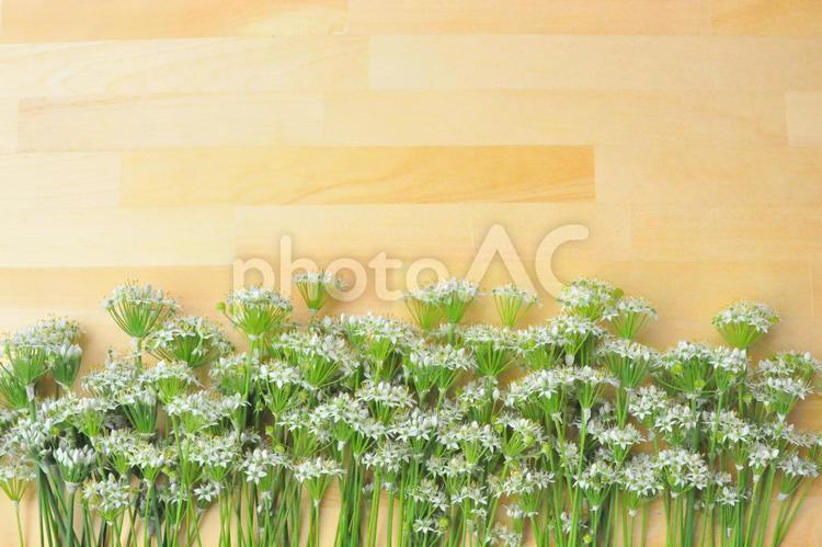 白い花　木目　背景　スペースあり 白い花,木目,背景の写真素材