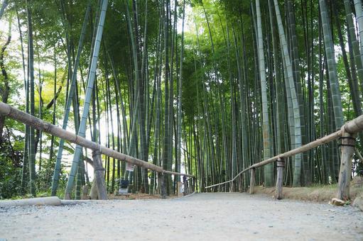 Bamboo grove in Kyoto, JPG