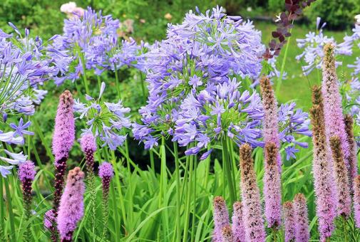 Photo, agapanthus, liatris spicata, গ্রীষ্ম, 