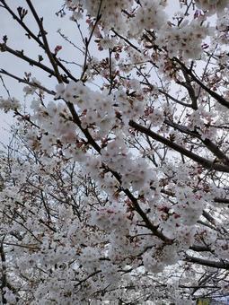 満開の桜の写真