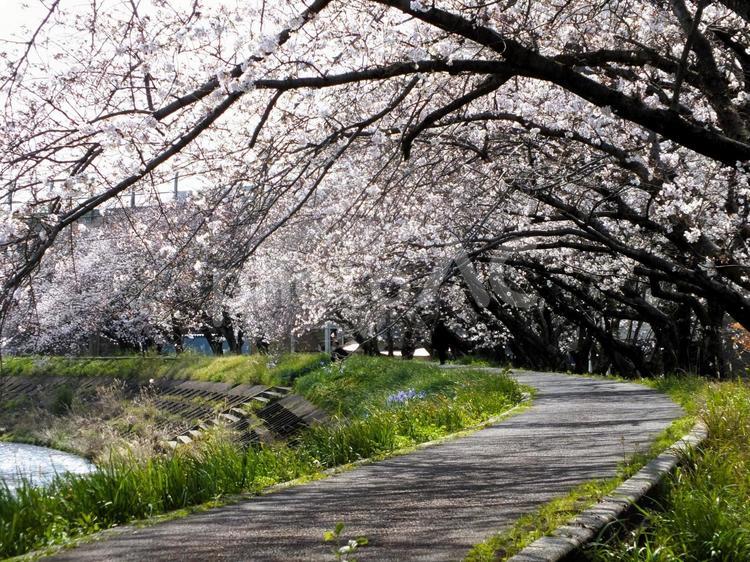 桜並木の木漏れ日と爛漫の花 桜,花,咲くの写真素材