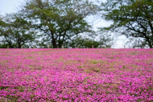 Moss Phlox at Shin-Arakawa Ohashi Green Space, JPG