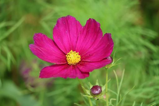 濃いピンクの花びらのコスモスの花のアップ 濃いピンクの花びらのコスモスの花のアップの写真