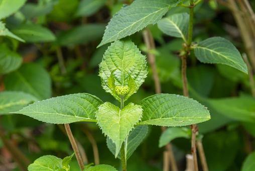 Photo, leaves of hydrangea, leaf, sprout, 