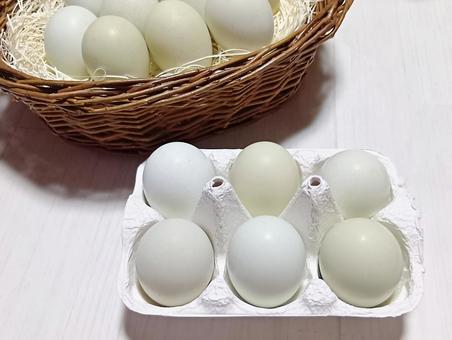 アローカナ アローカナ 卵,たまご,生卵の写真素材