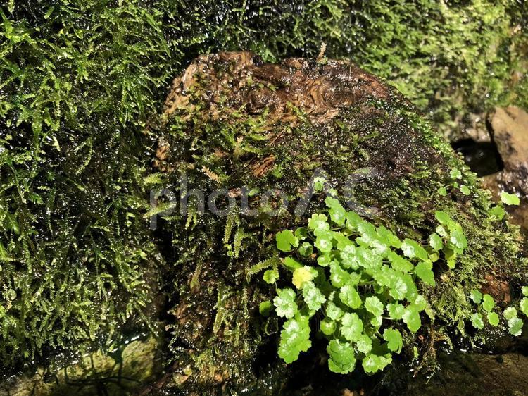 水草 蘚類,自然,植物の写真素材