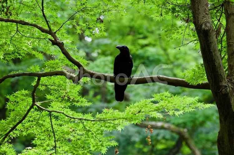 一羽佇む カラス,からす,烏の写真素材