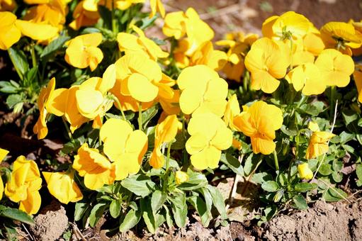 鮮やかな黄色いパンジーの花々 パンジー,ビオラ,花の写真素材