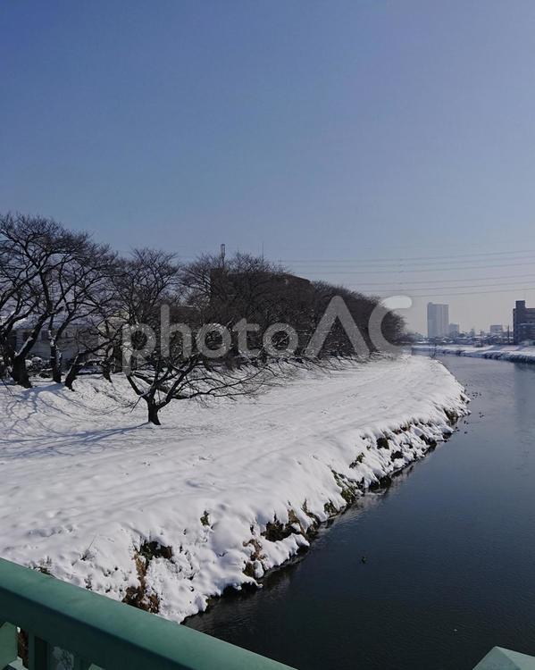 河川敷の桜並木が雪模様 雪,桜の木,川の写真素材