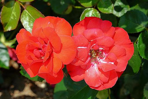 荒牧バラ園636　ラ・セビリアーナ 兵庫県,荒牧バラ園,バラの写真素材