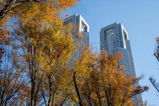 東京都庁と紅葉の風景 08 東京都庁,新宿,都庁の写真素材