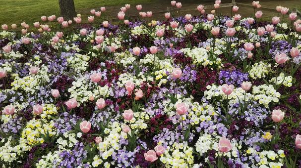 お花たち お花たち チューリップ,花,花壇の写真素材