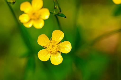Yellow buttercup flower, JPG