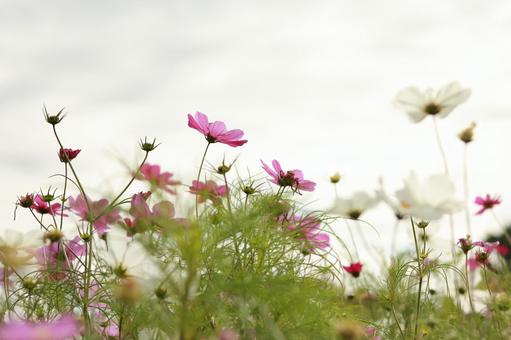 Photo, cosmos, autumn, fall landscape, 