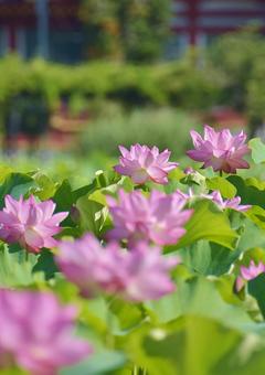 Ohga lotus of Shinobazu Pond, JPG