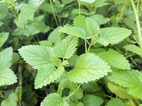 レモンバーム レモンバーム,ハーブ,植物の写真素材