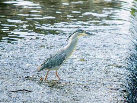 水辺のササゴイ 水辺のササゴイ ササゴイ,サギ,野鳥の写真素材