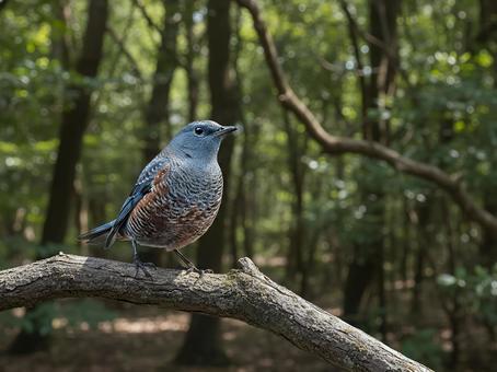イソヒヨドリ イソヒヨドリ イソヒヨドリ,鳥,生き物の写真素材