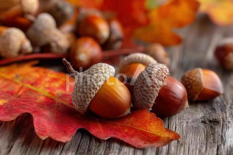 紅葉した葉っぱに寄り添うどんぐり素材 どんぐり,紅葉,秋の写真素材