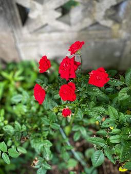 可憐に咲く真っ赤なミニバラ ミニバラ,真っ赤,可憐の写真素材