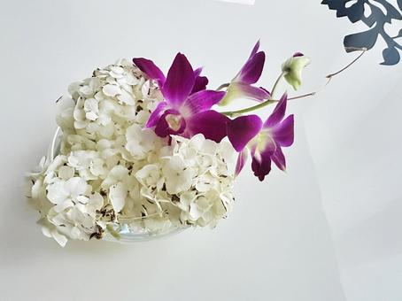 デンファレ 飾蘭花 デンファレ 飾蘭花 デンファレ,飾蘭花,パープルの写真素材