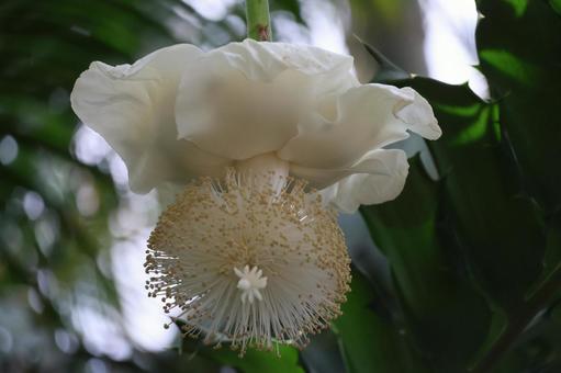 白い花びらのバオバブの花のアップの風景 白い花びらのバオバブの花のアップの風景の写真