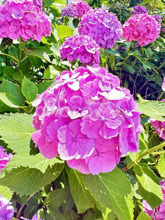 アジサイ　紫陽花　公園 上野公園,不忍池周辺,上野恩賜公園の写真素材