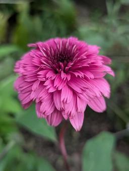 エキナセアの花 6 エキナセアの花 6 エキナセア,ブラックベリートラッフル,ポンポン咲きの写真素材