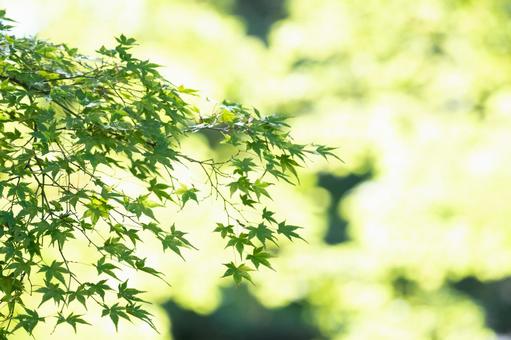 光に透ける紅葉のもみじの葉 光に透ける紅葉のもみじの葉 和,植物,モミジの写真素材