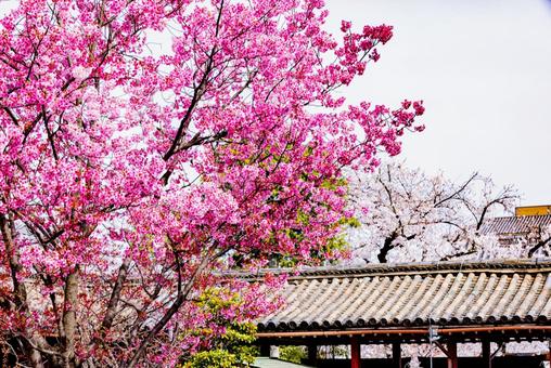 Spring cherry blossoms at Toji Temple in Kyoto Prefecture, JPG Spring cherry blossoms at Toji Temple in Kyoto Prefecture, JPG
