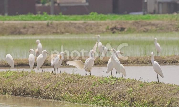 田んぼのあぜ道に集まるサギの大群 詐欺グループ,サギ,大群の写真素材