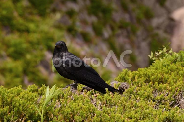 休憩中のカラス カラス,鳥,黒い鳥の写真素材