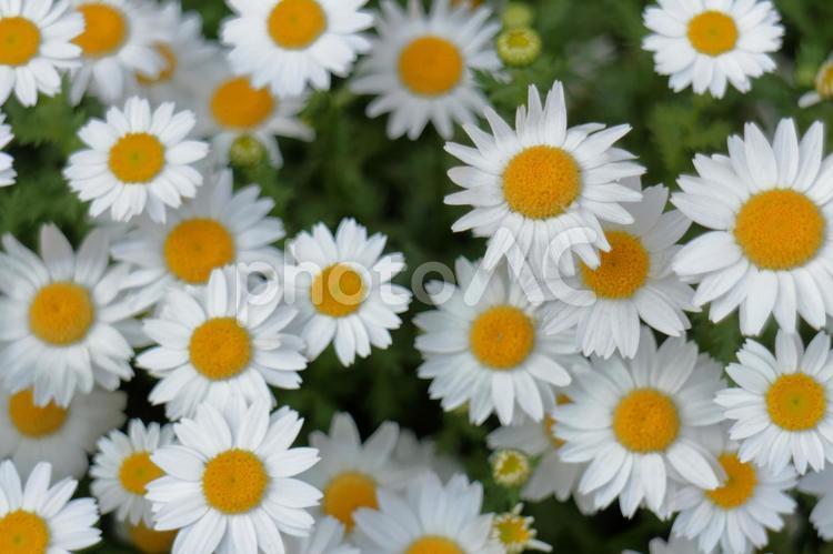 咲き乱れるカモミール カモミール,ハーブ,ガーデニングの写真素材